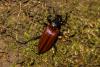 Blapida sp.
